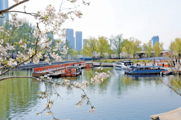 Beijing’s Sakura River has captured hearts with its spectacular display of cherry blossoms.