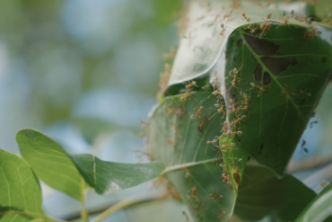 Seven Seasons Green Ant Gin