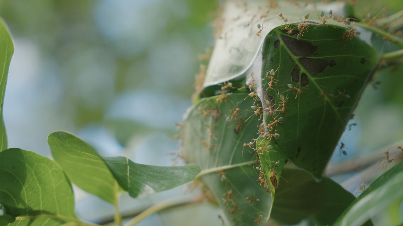 Seven Seasons Green Ant Gin