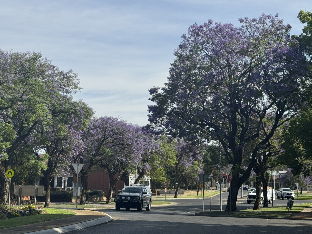 Jacarandas in bloom in Griffith’s Walter Burley Griffin-designed avenues.