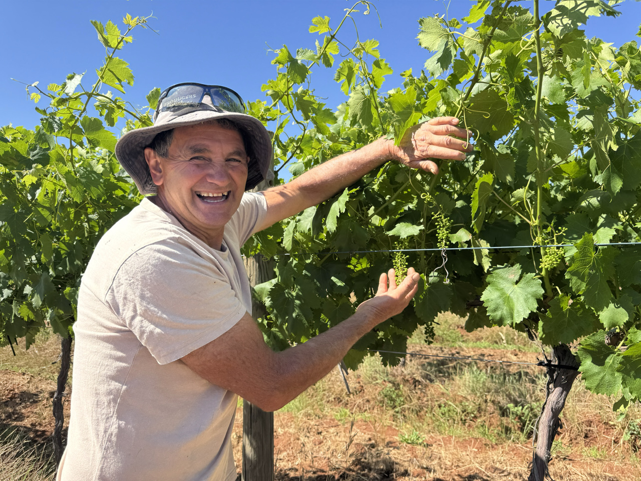 Peter Piccolo is producing Italian grape varieties including Australia’s only Grechetto.