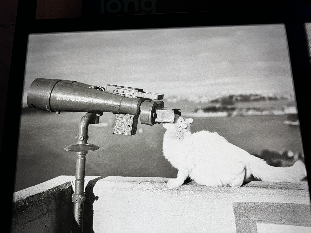 Intentionally or not, the white cats became one of the star attractions of the Pylon Lookout from the 1950s. Photo by The Sydney Morning Herald, displayed in the BridgeMuseum.